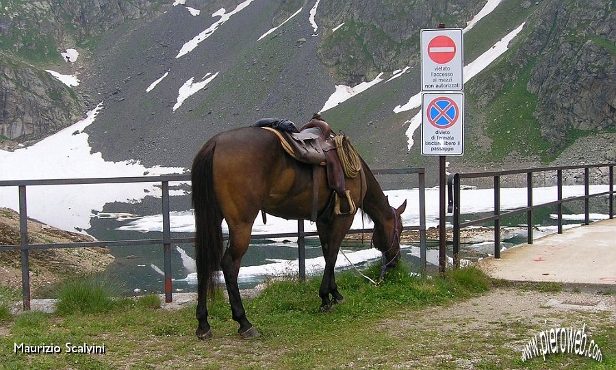 35 Cavallo in divieto di sosta!.JPG